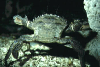 Velvet Swimming Crab (Necora puber)